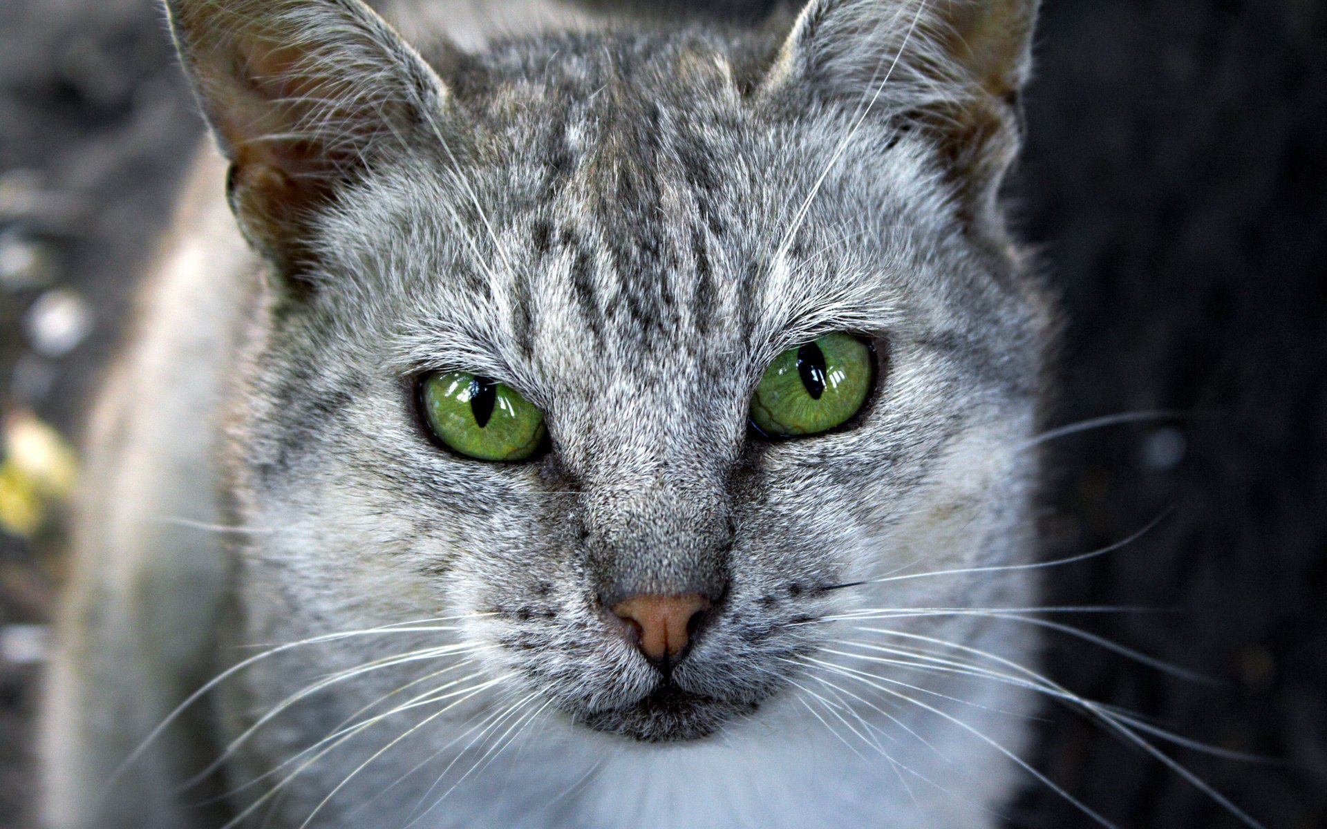 chat yeux gris vert