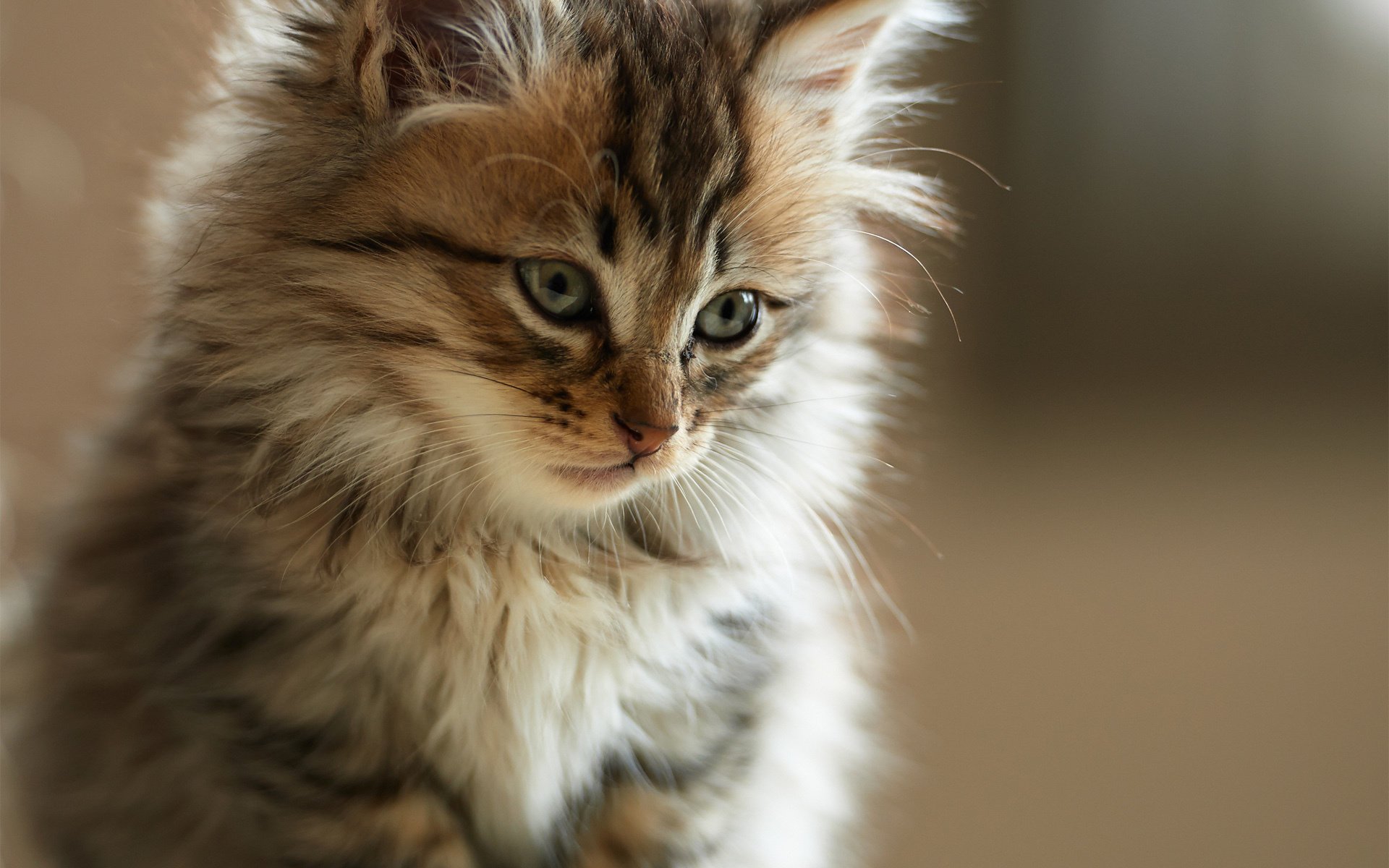 kitty cat fur fluffy face