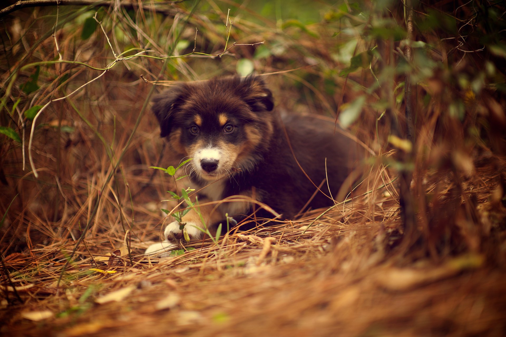 welpe hund pflanze ridley natur gras liegen