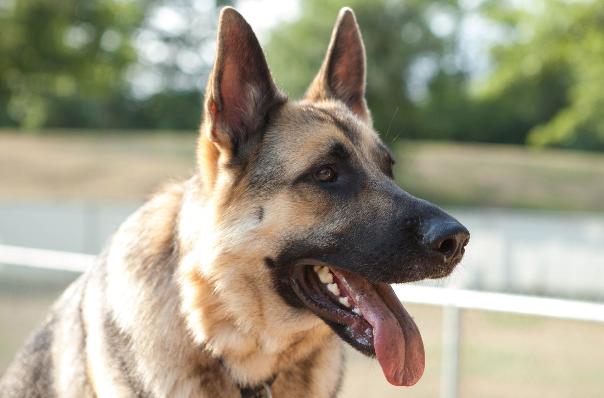 dog alsatian face eye