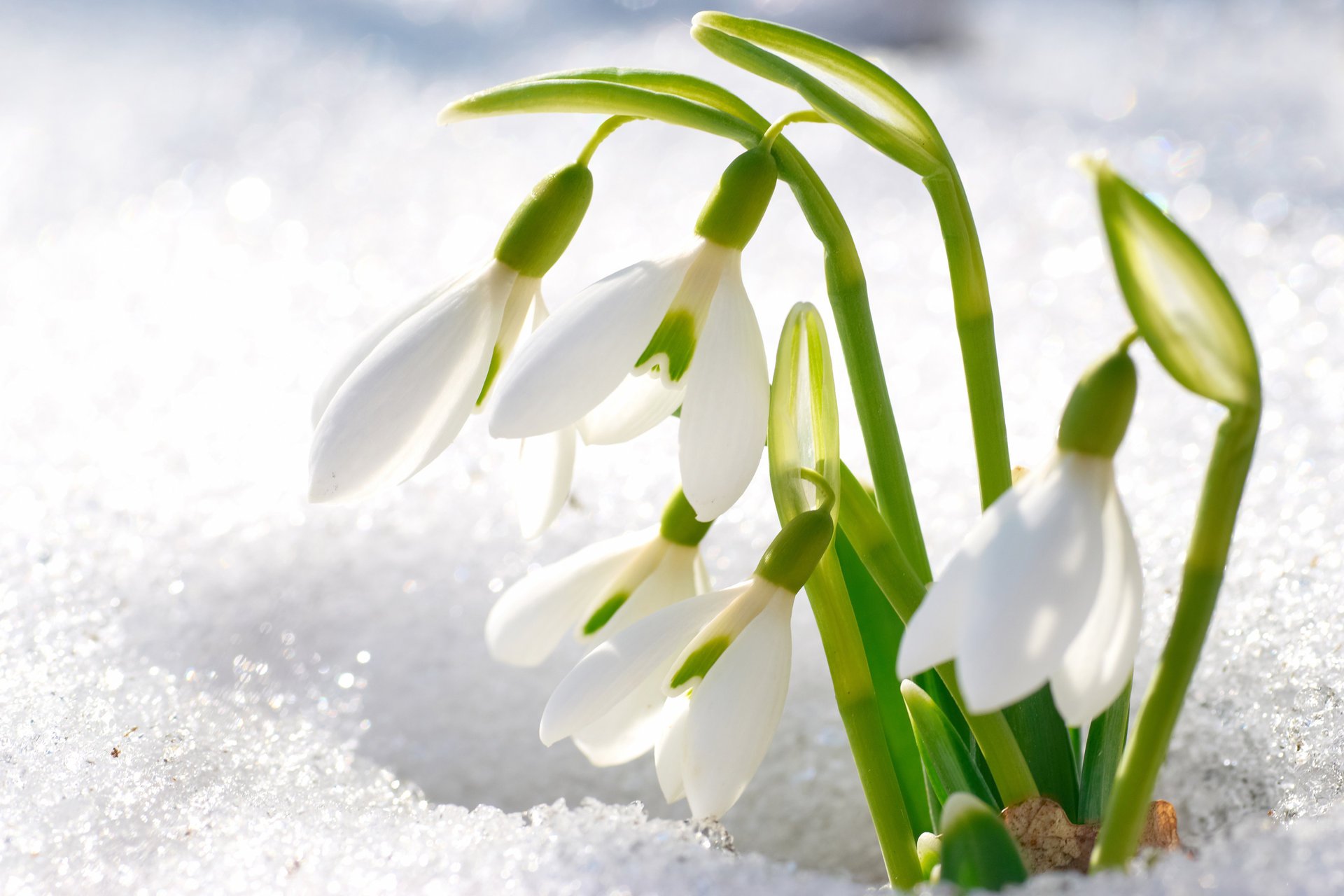 flores campanillas de nieve pétalos nieve