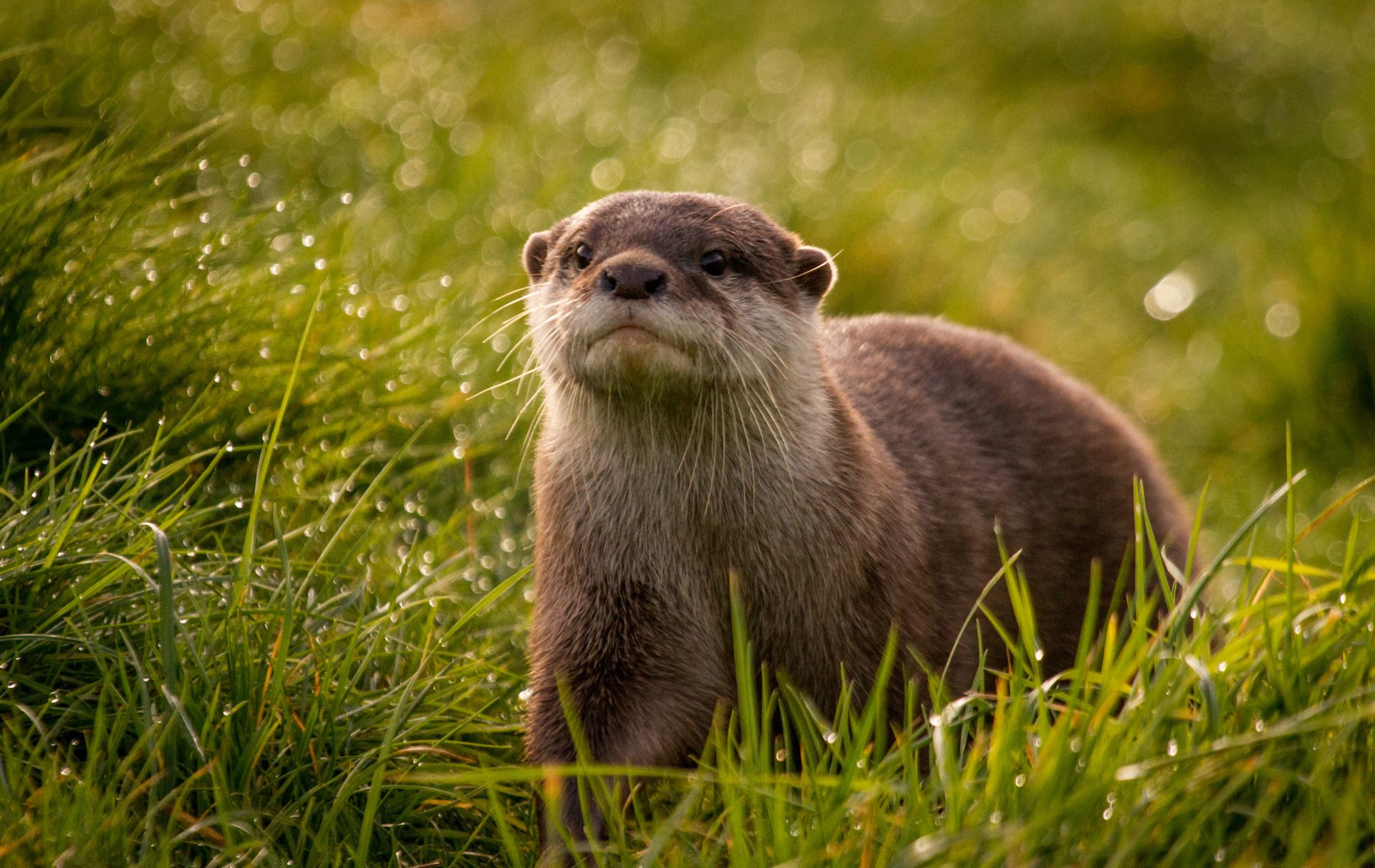 reflejos mirada gotas hierba nutria hocico rocío