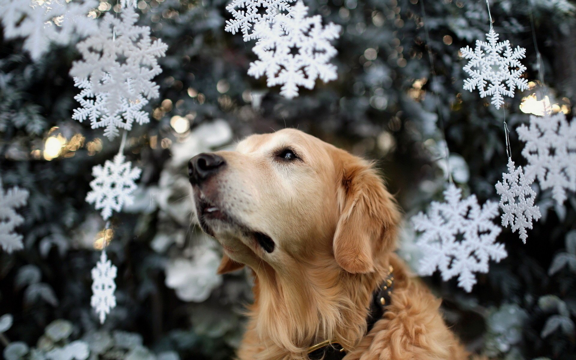 chien vacances arbre de noël