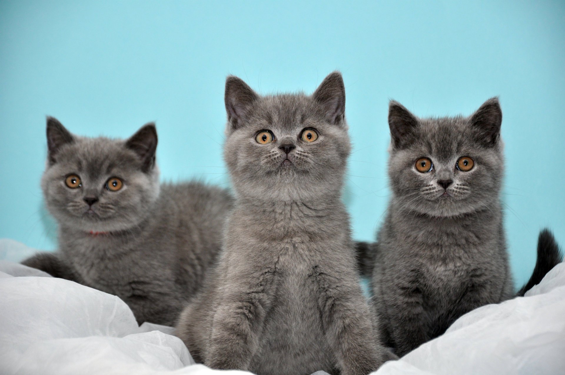 katzen britisch türkisfarbener hintergrund drei grau kätzchen