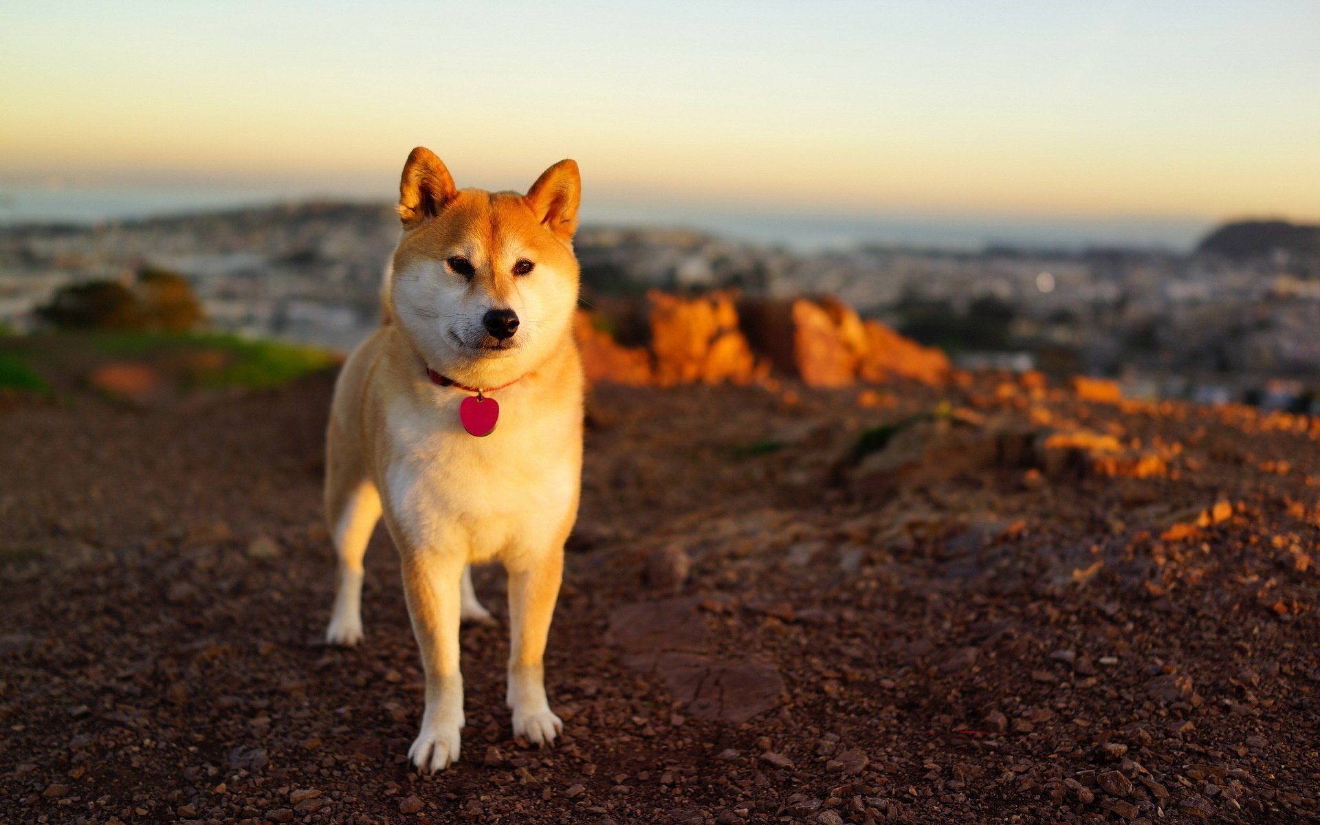 chien fond coucher de soleil