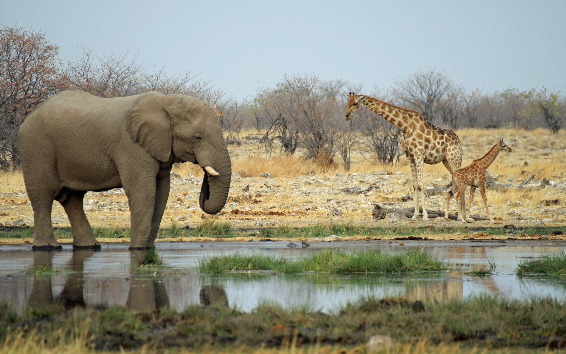 elefant giraffen afrika