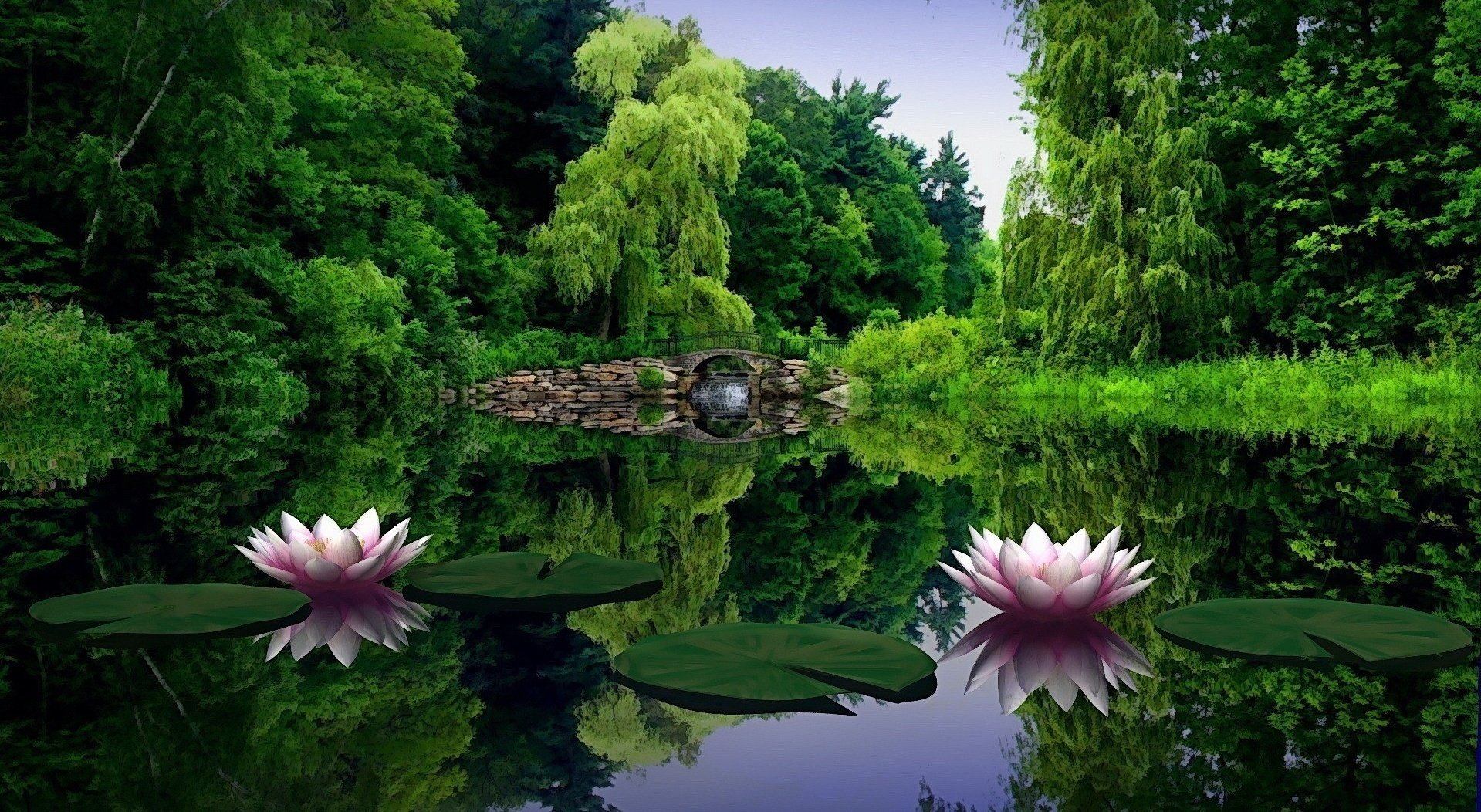 teich lilien brücke reflexion