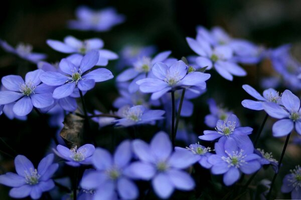 Viele kleine lila Blüten