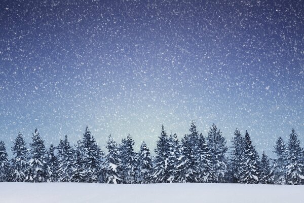 Schneeflocken fallen auf die Spitzen des Nadelwaldes