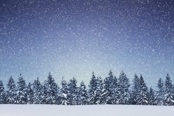 Płatki śniegu spadają na czubki lasu iglastego