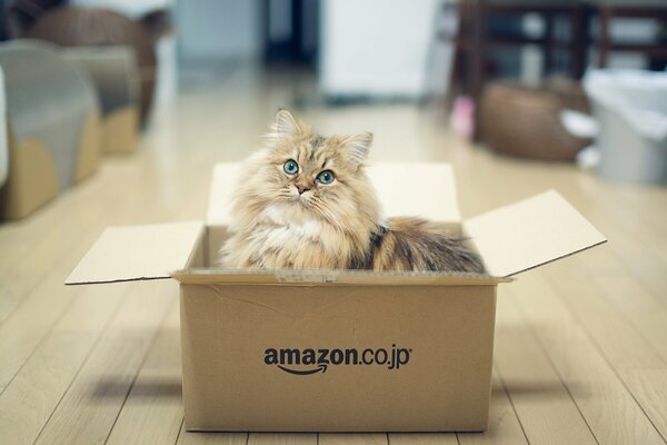 Кошка с зелеными глазками залезла в коробку