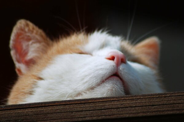 Gato blanco con pico rosa