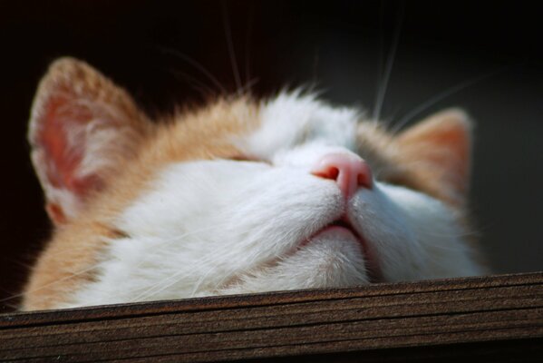 Śpiący ryży-biały kot z różowym nosem