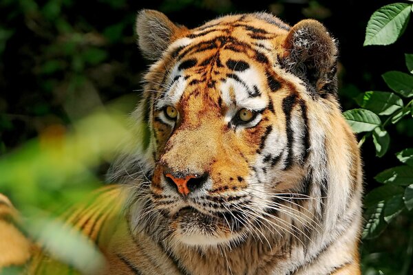 The Amur tiger watches intently