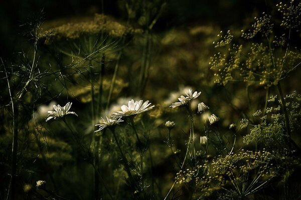 Daisies and greenery on a black background
