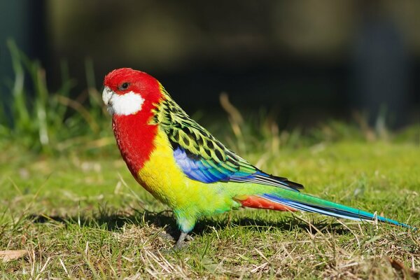 A colorful parrot on a background of green grass