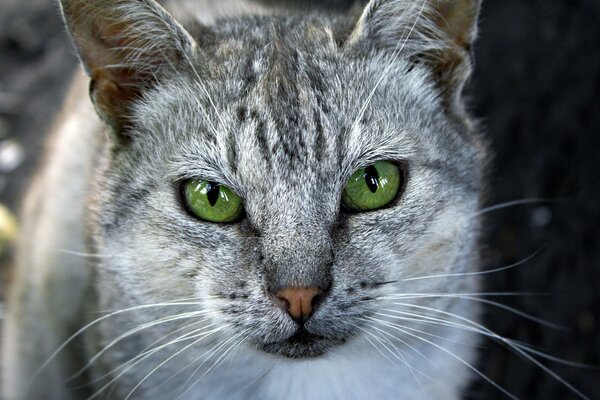 Occhi di gatto grigio verde brillante