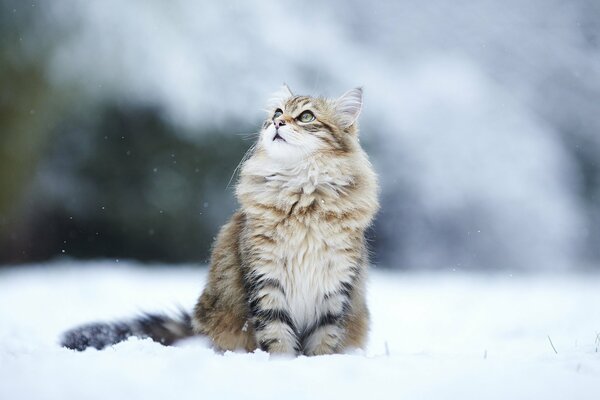 Пушистая кошка наблюдает за птичками зимой