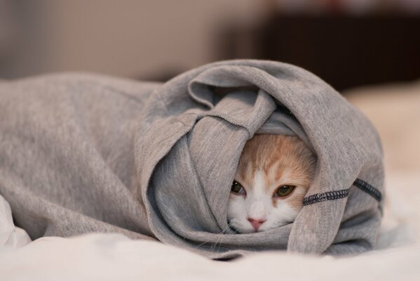 Die Katze versteckte sich in der Jacke der Frau