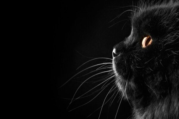 Black cat with yellow eyes on a black background