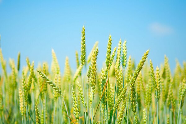 Orecchie verdi in un campo contro un cielo blu