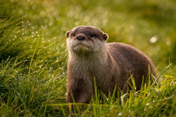Otter among the morning wet grass