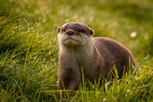 Nutria en medio de la hierba húmeda de la mañana