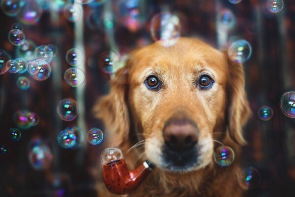 Erwachsenen Hund Spielzeug für Erwachsene