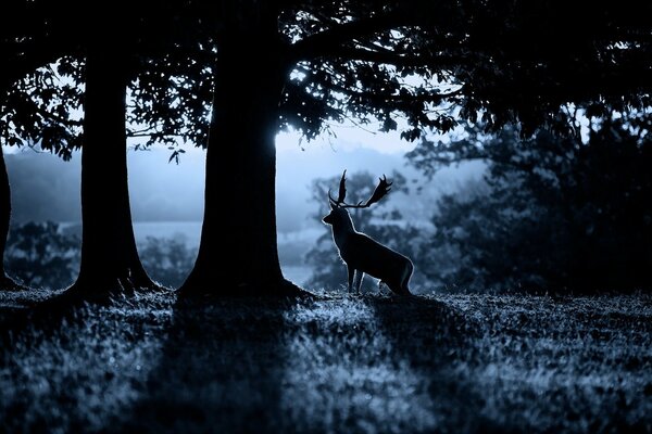 Naturaleza de la mañana en el bosque