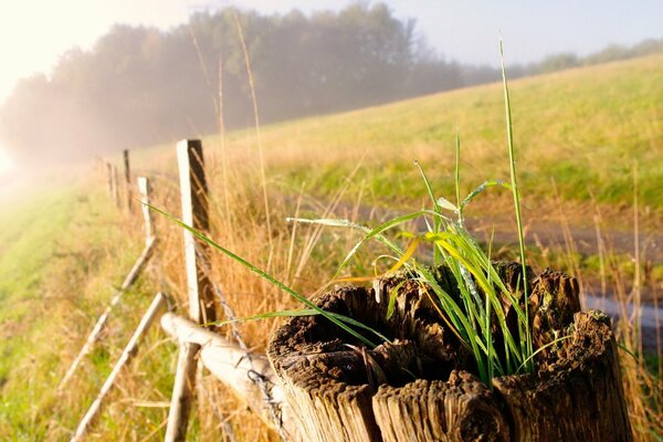 A green field in the sun with a wooden fence