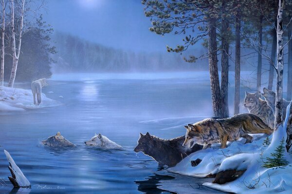 Стая Волков в зимнем лесу пробираются через реку
