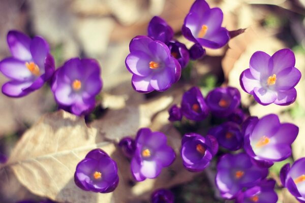 Crocus violets et feuilles sèches