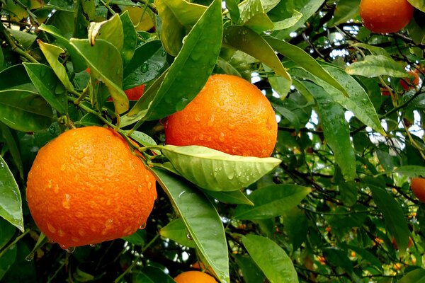 Juicy oranges on a tree after the rain