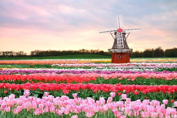 Mulino tra un campo di tulipani rosa