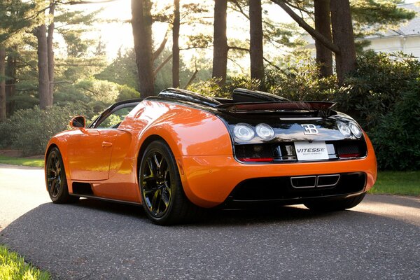 Bugatti sport orange, black on forest background