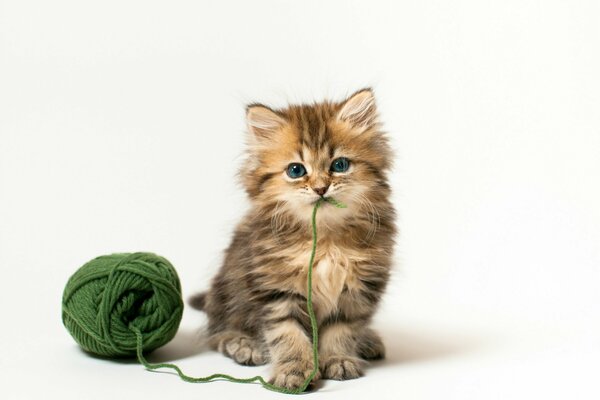 Mały kotek z plątaniną zielonych nici