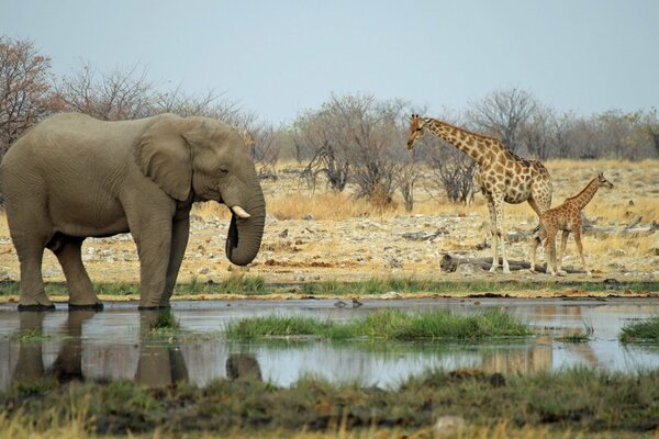 Ein Elefant und eine Giraffe mit einem Jungen am Wasserloch
