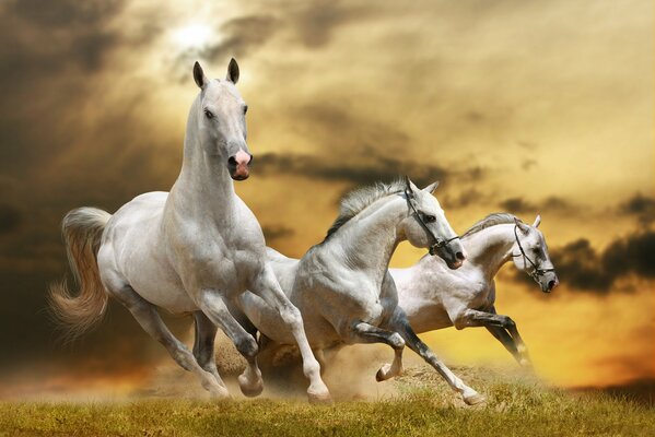 Tres caballos blancos corren contra un cielo naranja