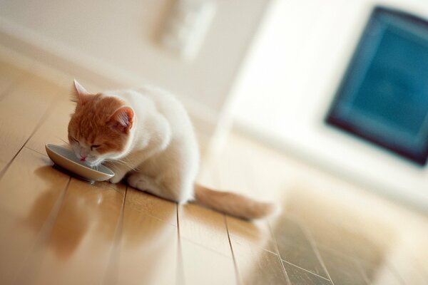 Gato desayunando leche sobre fondo blanco