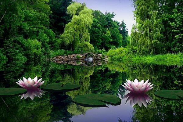 Reflection of water lilies on the water