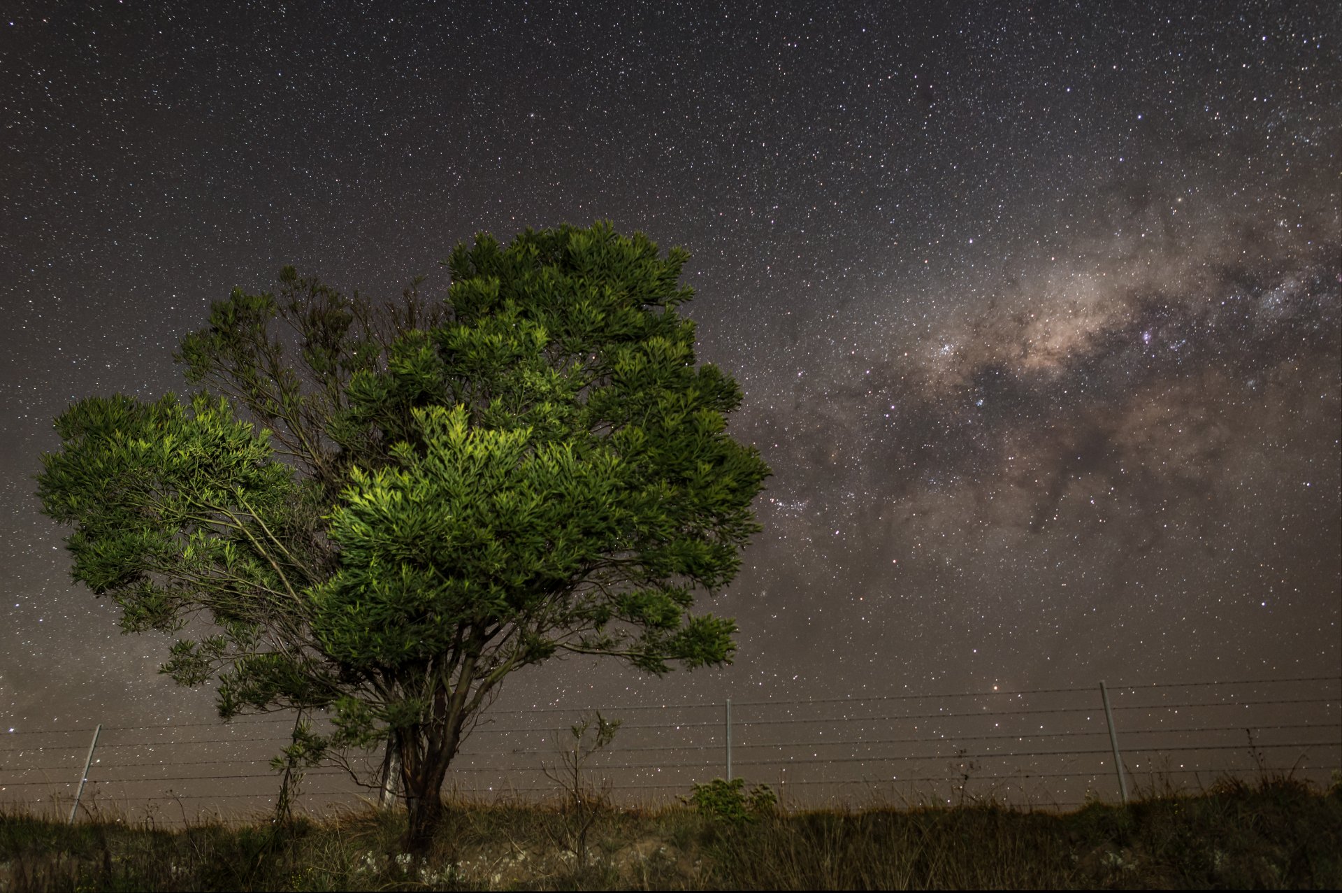 osmose sterne nacht milchstraße baum