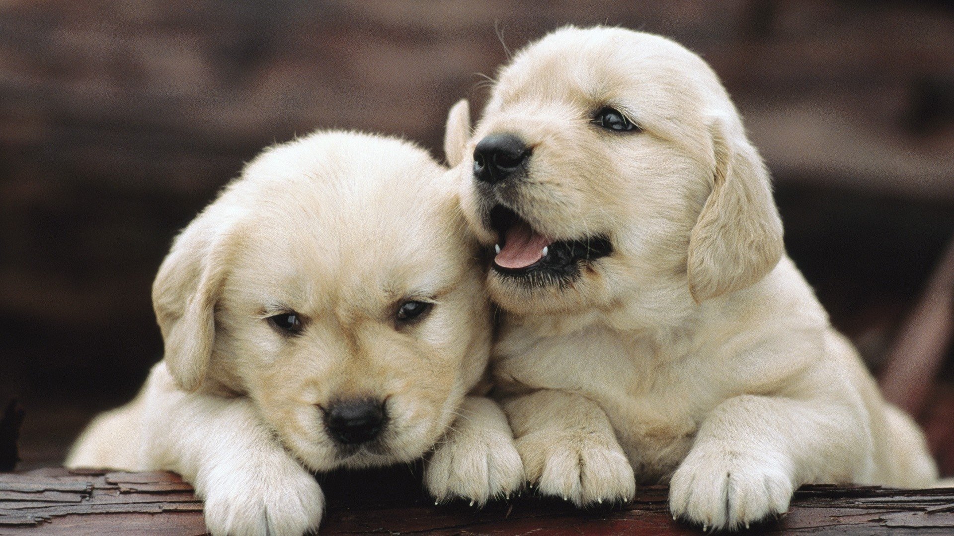 chiots animaux amis