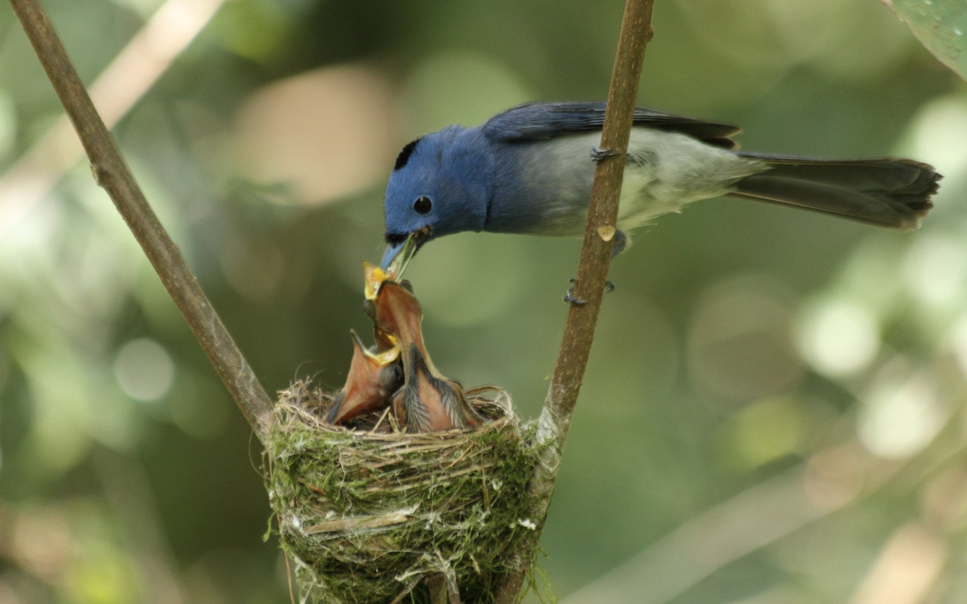 stäbe vogel nest mutter küken fütterung