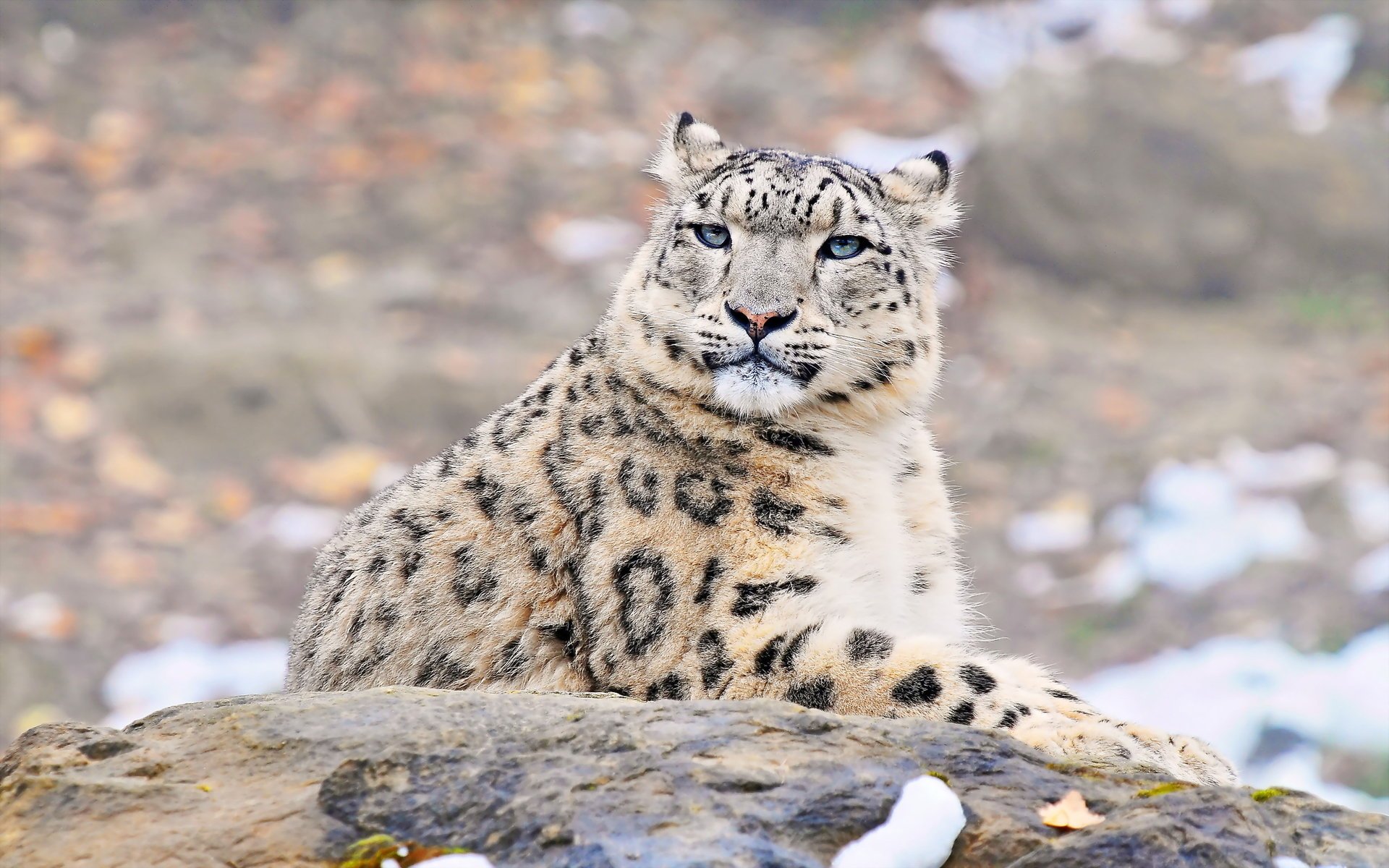 schneeleopard uncia uncia snow leopard irbis blick schnauze