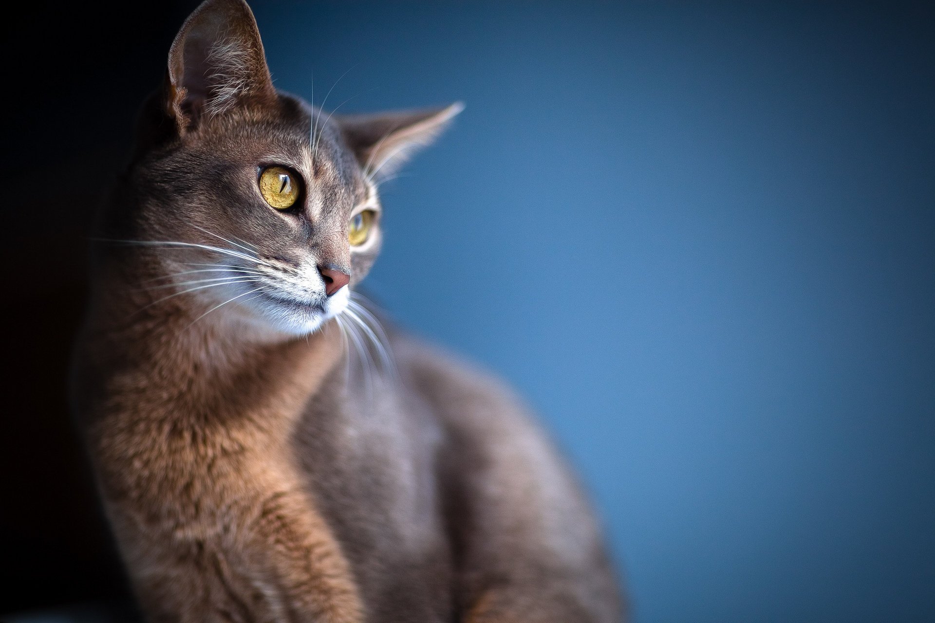 gato orejas desenfoque fondo mirada ojos