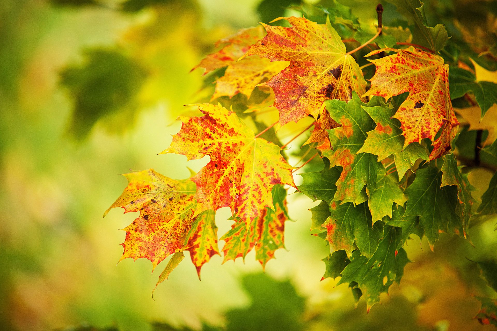 autumn macro yellow leave