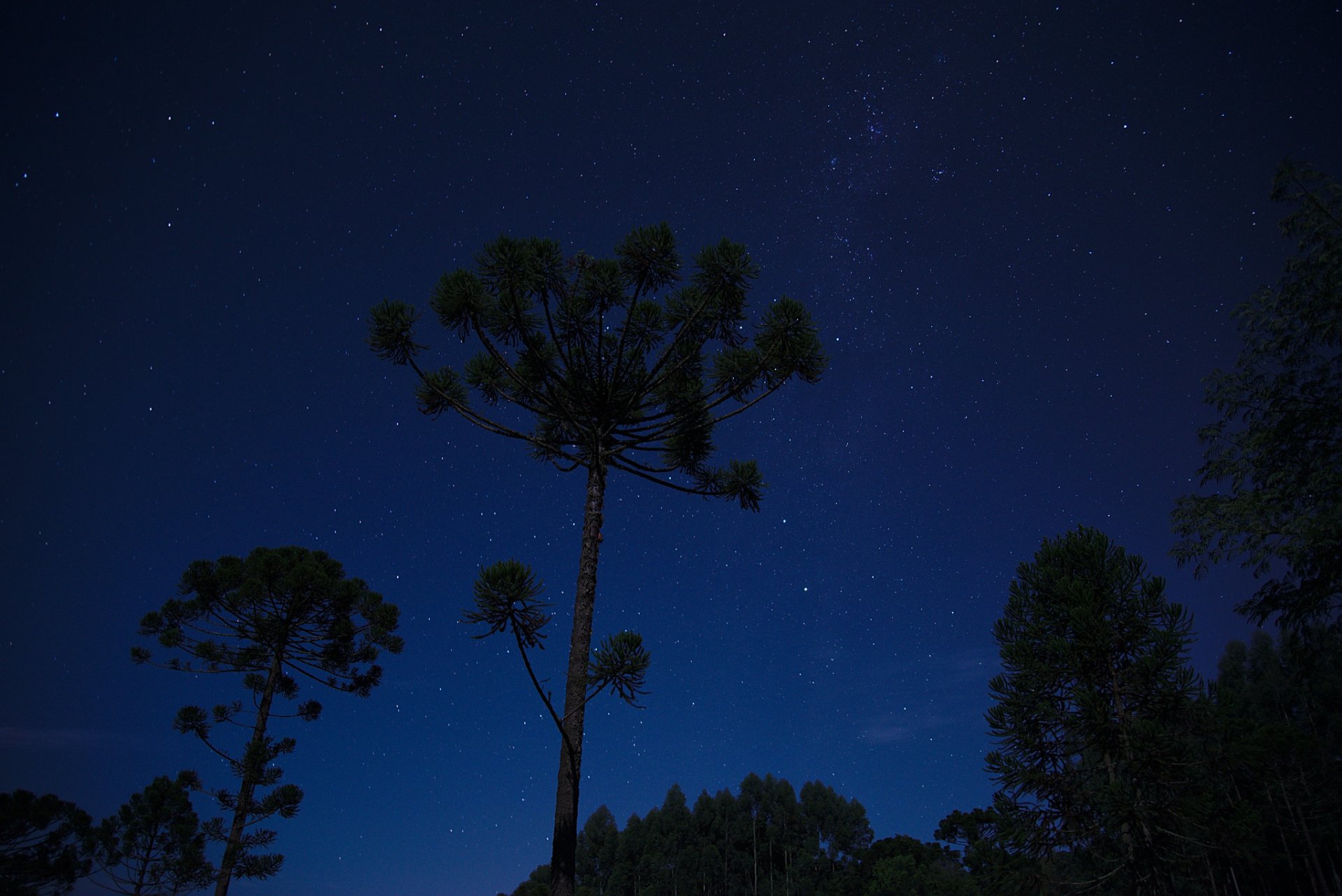 espace étoiles nuit arbres