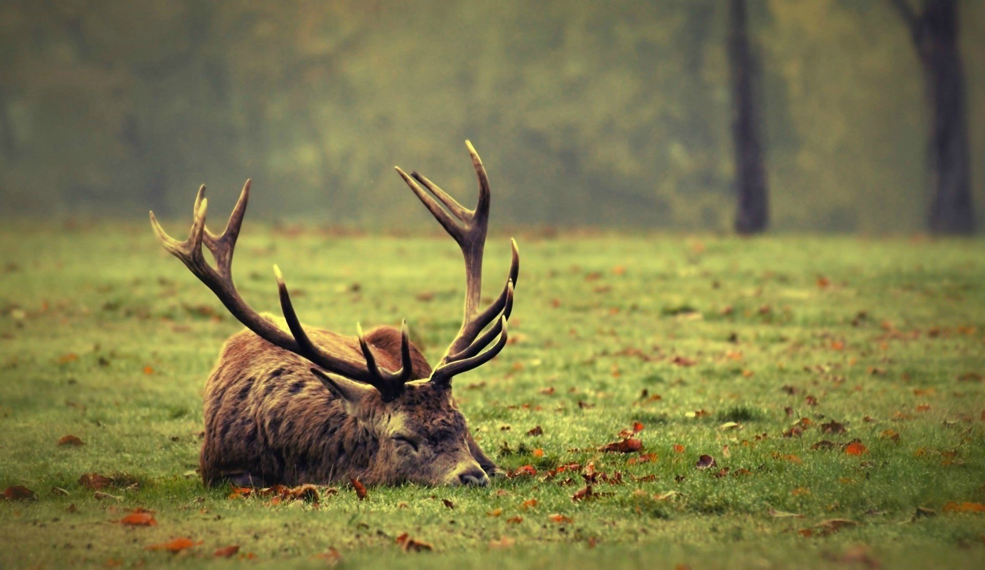 zieleń jeleń trawa liście poroże natura śpi