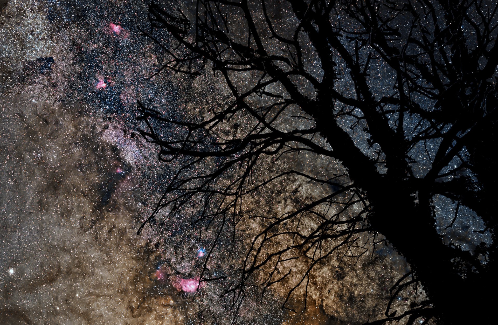 pace star milky way tree