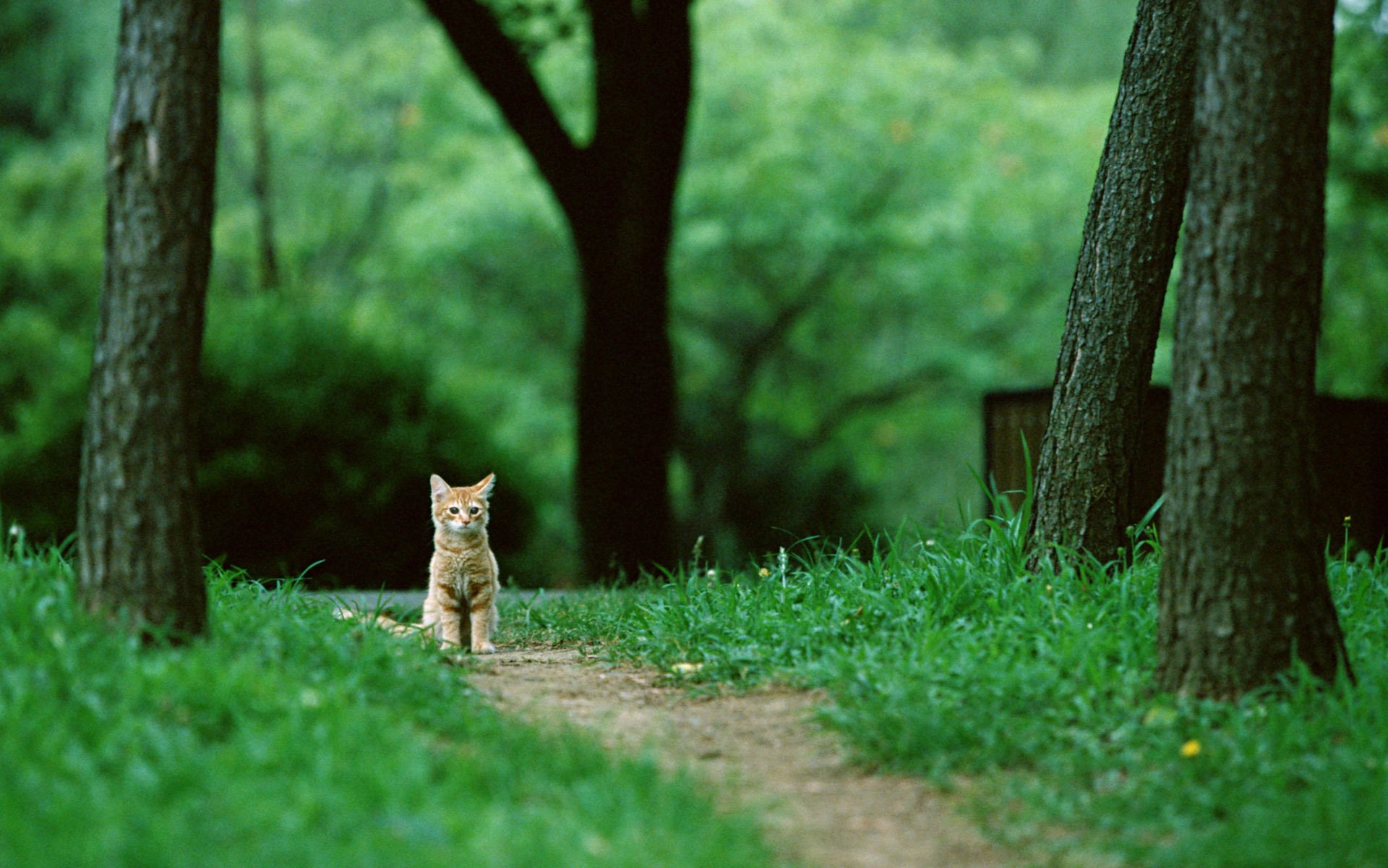 cat кошка кот рыжий сидит котенок деревья лес